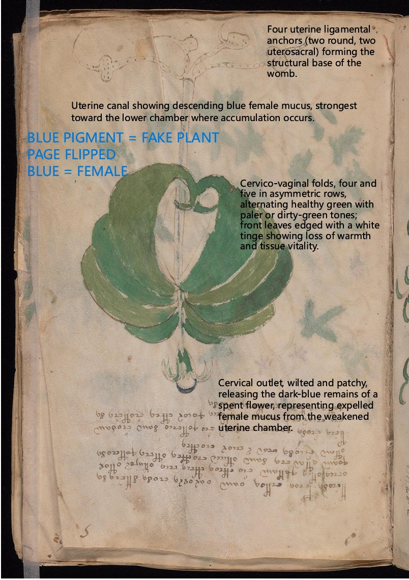 Labelled diagram of Folio 5r